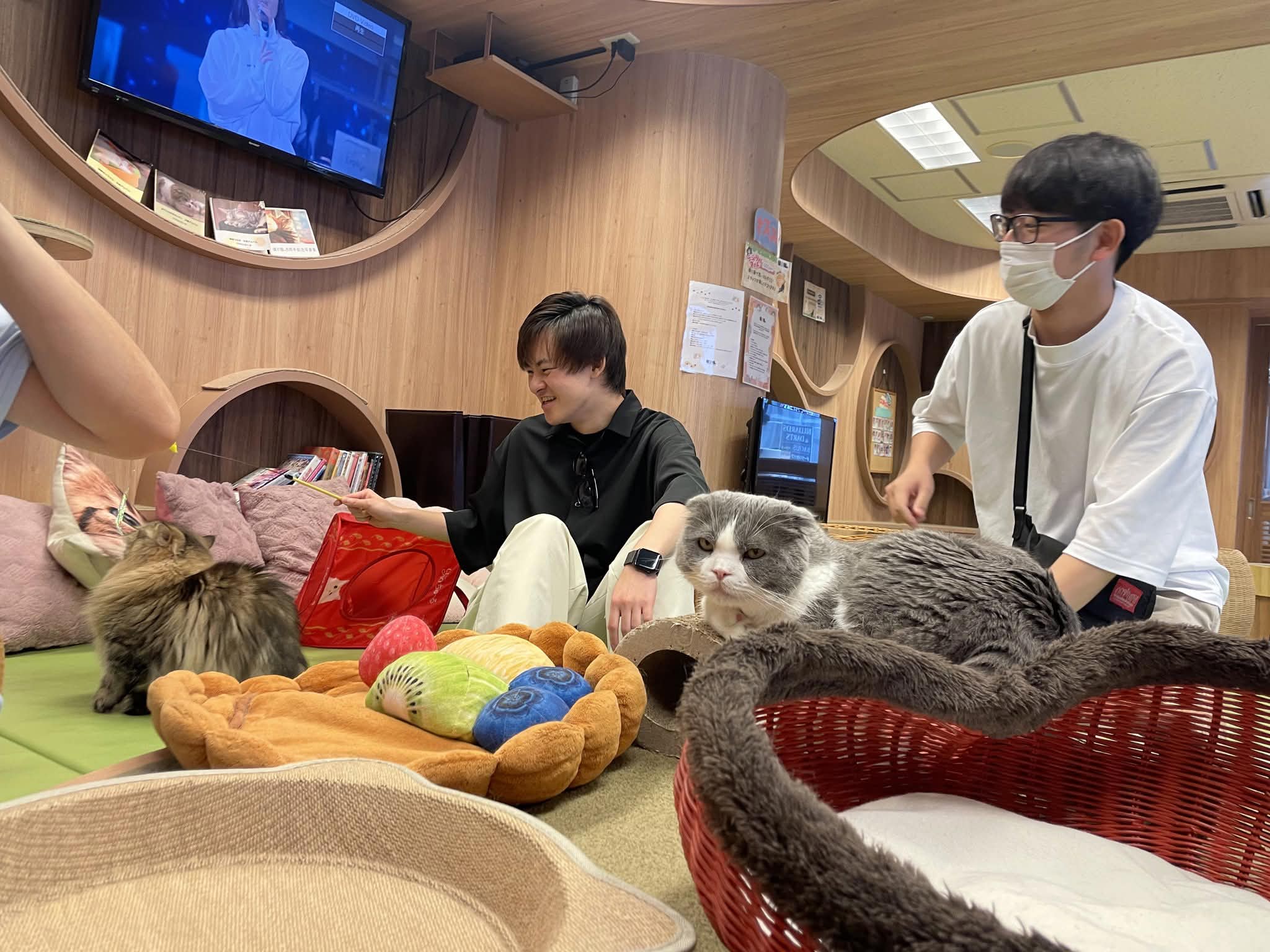 猫カフェ