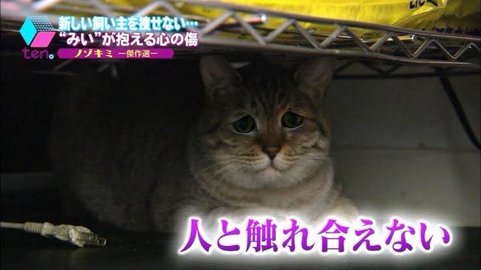 推し猫